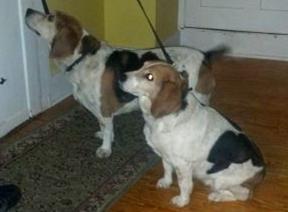 Mac: Beagle, Dog; New York, NY