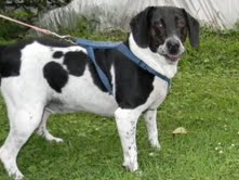 mix Beagle English Springer Spaniel male medium Adult mix Beagle English Springer Spaniel male medium Adult