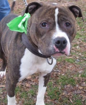 Lucky: Pit Bull Terrier, Dog; Port Jervis, NY