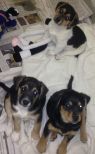 . Renee's Pups .