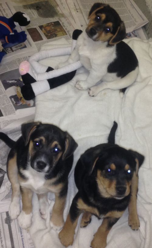 . Renee's Pups .