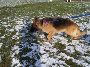 Watertown NY, Jefferson Co. SPCA (adopted) - German Shepherd Dog Forums