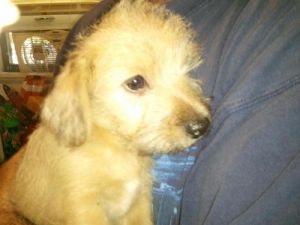 NEW Pup: FUZZY: Scottish Terrier Scottie, Dog; Salamanca, NY