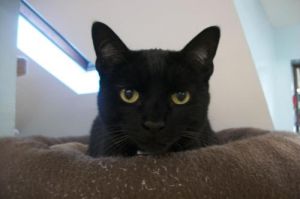 Star: Domestic Short Hair-Black, Cat; Beacon, NY