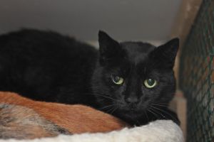 Zippy: Domestic Short Hair, Cat; Beacon, NY