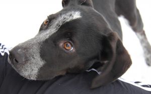 Nina: German Shorthaired Pointer, Dog; Ithaca, NY