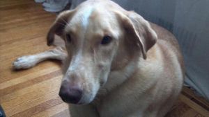 Ollie: Golden Retriever, Dog; New York, NY