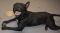 . Georgie 8-05-2011-4 .