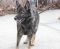 GRETCHEN: German Shepherd Dog, Dog; Yonkers, NY