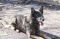 GRETCHEN: German Shepherd Dog, Dog; Yonkers, NY