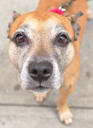 Wisdom Our Last Hurricane Sandy Pet: Staffordshire Bull Terrier, Dog; New York, NY