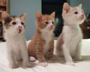 Fiona, Fizz and Sazerac - mom and kittens (can be separated): American Shorthair, Cat; Brooklyn, NY