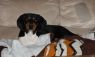 Hennessey (aka Doolittle)
