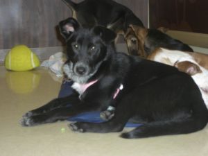 Ronnie: Labrador Retriever, Dog; Greene, NY