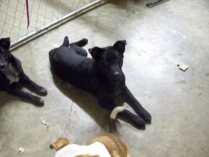 Vicki: Labrador Retriever, Dog; Greene, NY