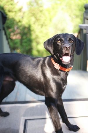 Marty: Black Labrador Retriever, Dog; Greene, NY