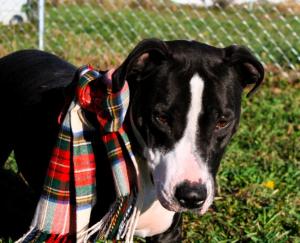 MiaAWESOME DOG!: Pit Bull Terrier, Dog; Greene, NY