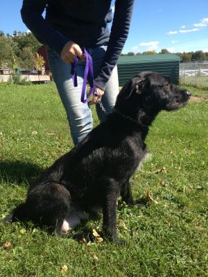 Misty: Black Labrador Retriever, Dog; Greene, NY