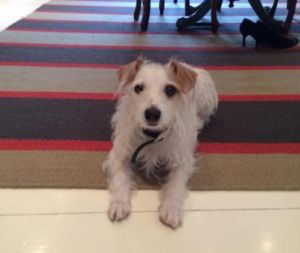 Miracle: Jack Russell Terrier, Dog; Nyc, NY