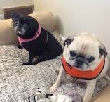 Nela & Mikey: Pug, Dog; New York, NY
