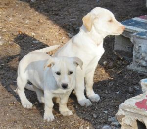 Lily and Rufus: Labrador Retriever, Dog; NY, NY
