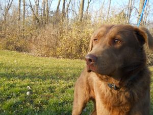 RANSOM: Chesapeake Bay Retriever, Dog; Lima, OH