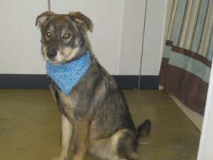 Fozzie: Shepherd, Dog; Mansfield, OH