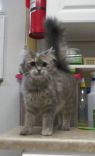 Lacie