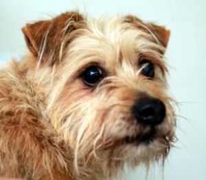 Buddy Terrier: Cairn Terrier, Dog; Kettering, OH