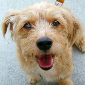 Vinny: Norfolk Terrier, Dog; Garfield Heights, OH