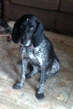 Portia - ADOPTION PENDING: German Shorthaired Pointer, Dog; Charleston, WV