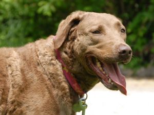 Chessie: Chesapeake Bay Retriever, Dog; Cincinnati, OH