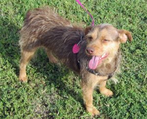 Sugar: Cairn Terrier, Dog; Oklahoma City, OK