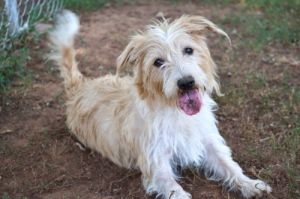 MacKenna: Cairn Terrier, Dog; Stillwater, OK