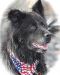 . Bandit .