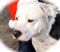 . Snoopy .