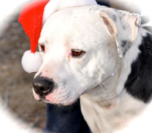 . Snoopy .