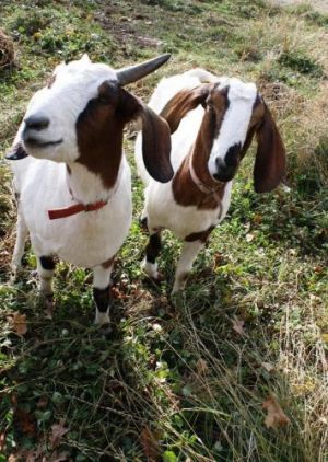 Winkin & Blinkin: Goat, Goat; Jacksonville, OR