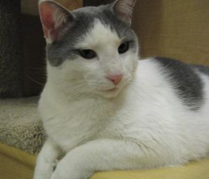 Pep Pep, domestic short hair cat in PA
