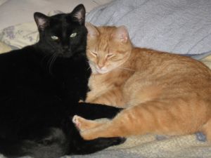 Minnie & Ferbie Four Year Old Domestic Short Hair Siblings