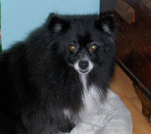 pomimo puppies pomimo puppies pa gnewsinfo pomimo puppies pomimo puppies pa gnewsinfo