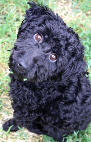 Cash: Poodle, Dog; Clarks Summit, PA