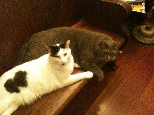 Photo of Finbar & Malachy