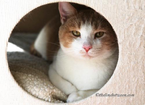 Photo of Mittens