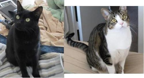 Photo of Lucy & Lola *urgent*