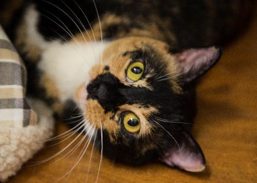 Photo of Penelope