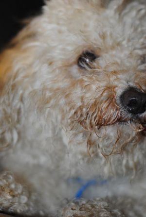 Butta: Maltese, Dog; Philadelphia, PA