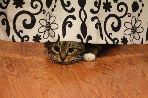 Photo of Sesame