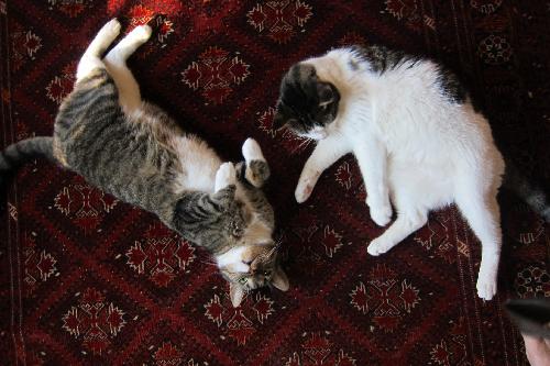 Photo of Calvin & Charlie