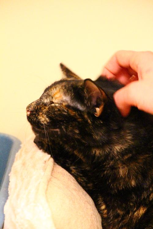 Photo of Pudding